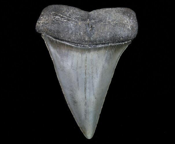 Fossil Mako Shark Tooth - Georgia #75053